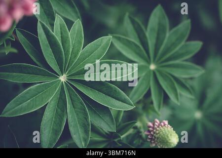 Summer background with Beautiful fan shaped lupine leaves at dusk. Moody bold colors. Abstract blurred natural background with copy space Stock Photo
