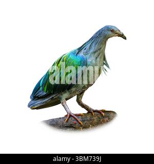 Beautiful Nicobar Pigeon with metallic green, blue, and copper feathers standing upright, isolated on white background, side view. Stock Photo