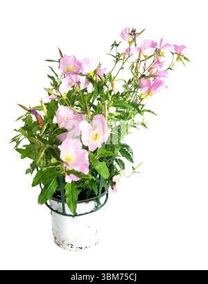 oenothera speciosa nutt in front of white background Stock Photo