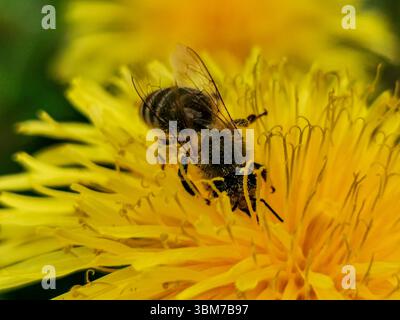 Bee on a yellow flower Stock Photo