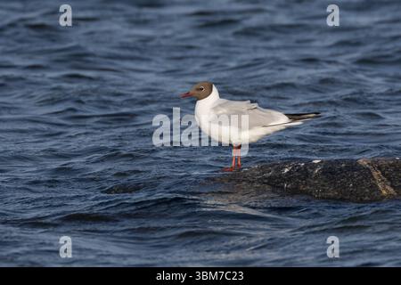Lachmöwe, adult im Prachtkleid, Lach-Möwe, Lachmöve, Lach-Möve, Möwe, Möwen, Möve, Chroicocephalus ridibundus, Larus ridibundus, black-he Stock Photo