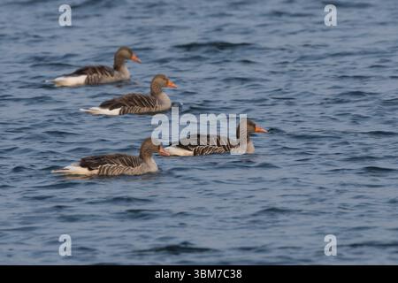 Graugans, Grau-Gans, Gans, Gänse, Trupp, Anser anser, Greylag Goose, graylag goose, grey lag goose, geese, Oie cendrée Stock Photo