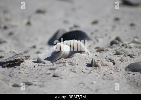 Broken cone shell on the beach Stock Photo