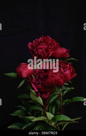 Vertical macro of a rich red peony bloom with a bright yellow center — free download