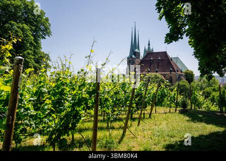 Erfurt , 200225 , Erfurter Dom und Severikirche Im Bild: Erfurter Dom und Severikirche vom Petersberg *** Erfurt , 200225 , Erfurt Cathedral and Church of St. Severus In the picture Erfurt Cathedral and Church of St. Severus from Petersberg Stock Photo