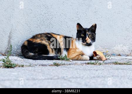 Cat sitting on the ground in the street. Selective focus. Stock Photo