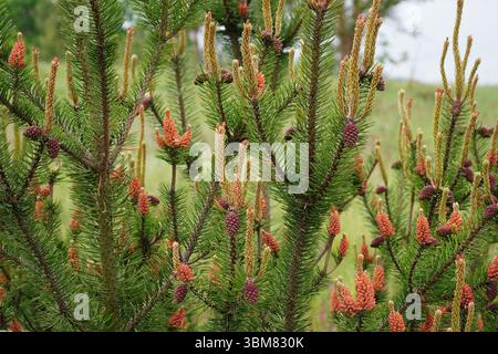 Picea tree with pine cones Stock Photo