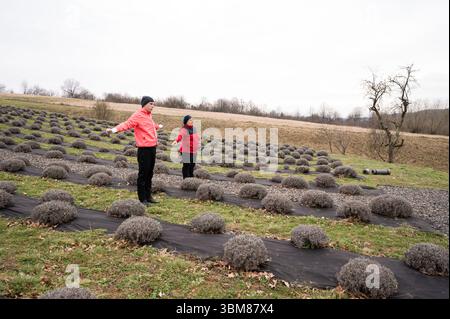 In a spring lavender field, two women in bright jackets embrace the chill as they lovingly tend to the vibrant bushes, adding warmth to the landscape. Stock Photo