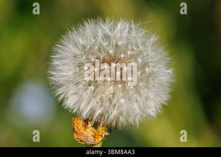 Dandelion (Taraxacum officinale) flower seed head Stock Photo