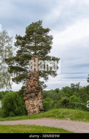Ruins of old stone structure overgrown by pine tree, Setomaa, Estonia, Vana-Vastseliina Stock Photo