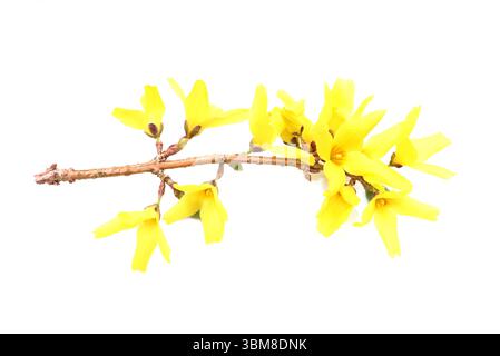 Forsythia shrub branch with bright yellow flowers isolated on white background Stock Photo