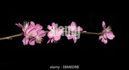 Japanese cherry tree branch with bright pink flowers on dark background Stock Photo