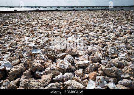 Discarded oyster shells form a beach,  Mersea, Essex UK Stock Photo