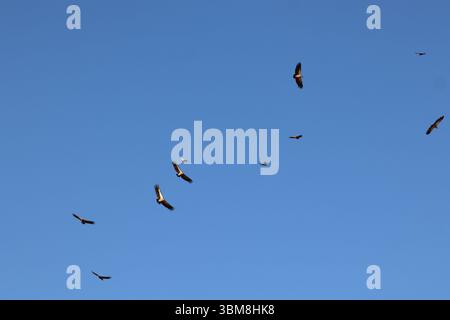 Vultures ride the thermals in stark contrast against the deep Namibian blue—nature's quiet dance between predator, prey, and the endless sky. Stock Photo