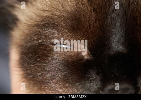 Close-up of sleeping cat's eye and fur texture in soft light. Stock Photo