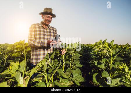 Senior farmer is examining sunflower crops. Happy farmer standing in his growing sunflower field in sunset. Stock Photo