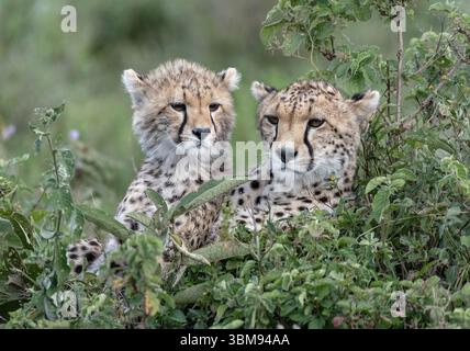 Baby cheetahs sit in the grass while their mother surveys the surroundings Stock Photo