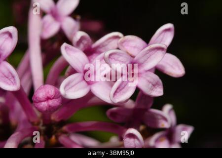 Extreme closeup of a purple lilac plant showing the intricate details of the delicate flower. Stock Photo