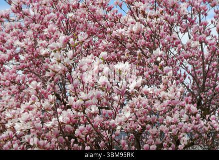 Pink and white magnolia blossoms Stock Photo