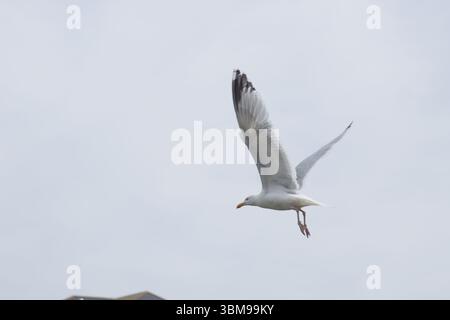 Seagull Stock Photo
