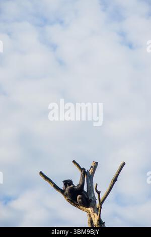 Monkey sitting on the top of a dead tree against the sky Stock Photo