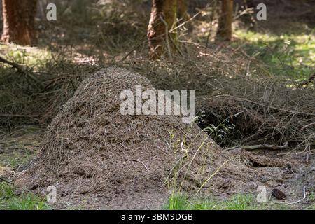 Anthill, nest of red wood ants (Formica rufa), large dome-shaped mound of twigs and conifer needles in coniferous forest in summer Stock Photo