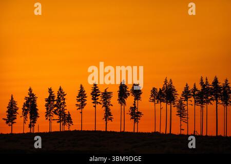 Deforestation showing few remaining spruce trees in coniferous clearcut forest, silhouetted against orange sunset sky Stock Photo