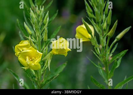 Common evening-primrose / sundrop / German rampion / hog weed (Oenothera biennis / Brunyera biennis) in flower Stock Photo