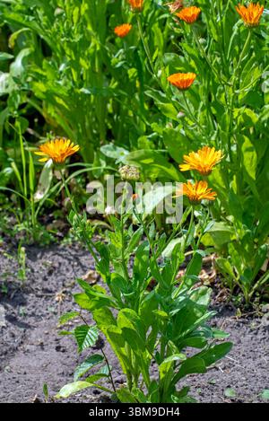 Mary's gold / common marigold / pot marigold / Scotch marigold / ruddles (Calendula officinalis / Calendula aurantiaca) in flower in garden Stock Photo