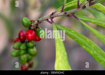 Mezereum / mezereon / February daphne / spurge laurel / spurge olive (Daphne mezereum) close-up of red and green drupes in early summer Stock Photo