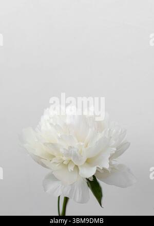 White Peony Close-Up with Minimalist Ivory Background Stock Photo
