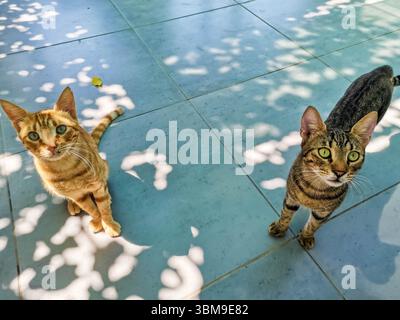 Two playful cats, one orange and one striped, are sitting on a tiled floor. Dappled sunlight filters through leaves, casting soft shadows and creating Stock Photo