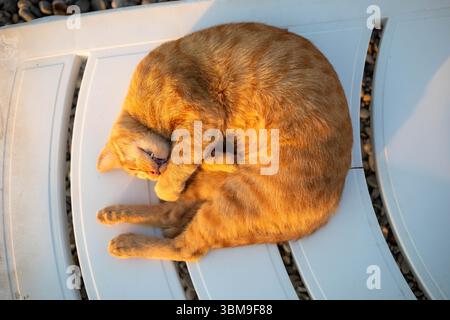 Ginger cat is curled up comfortably on a white lounge chair, enjoying the warmth of the sunlight, creating a serene and cozy atmosphere, with soft tex Stock Photo