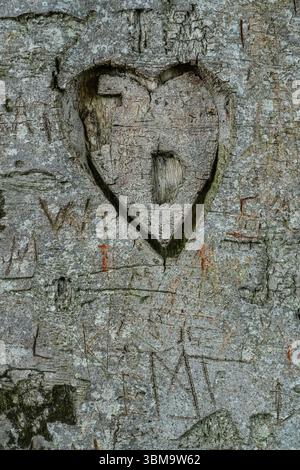 Carved heart in tree bark. Initials F and D inside the heart shape. Rough wood texture with other carvings on the tree. Stock Photo