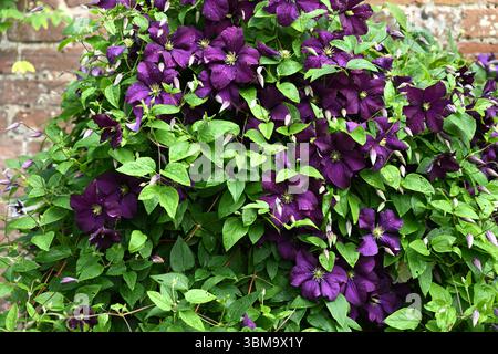 Deep purple summer blooms of clematis Etoile Violette growing on a brick wall UK garden June Stock Photo