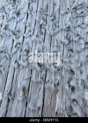 A macro photograph of weathered grey wood with a fibrous, hairy texture from natural erosion. Stock Photo