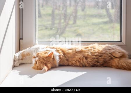 The ginger cat stretched out on the white windowsill at full length, enjoying the sunlight coming through the window. Stock Photo