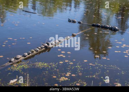 Painted turtles sunning on a log at Juanita Bay Park, Lake Washington in Kirkland, Washington State, USA. Stock Photo