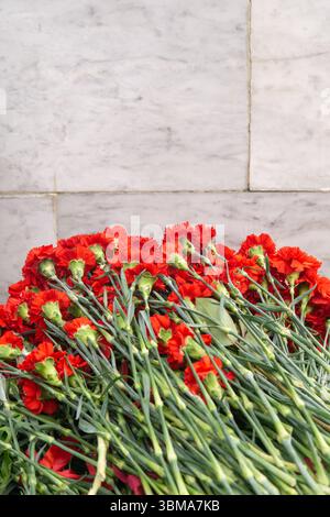 Red carnation flowers on the background of a white brick wall Stock Photo
