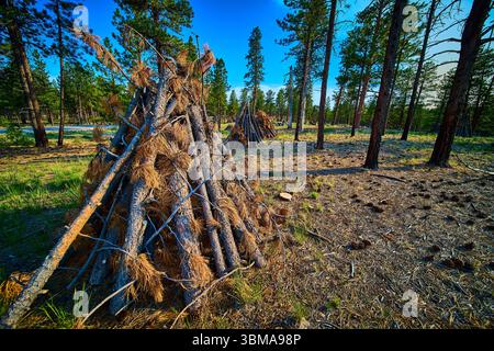 Burning Piles of Dry Branches Forest Management and Pine Trees in Sunlit Utah Woods Stock Photo