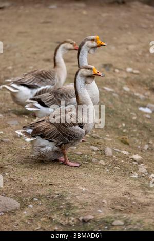a group of grey geese on the ground near the shore, three adult swans with grey and white feathers on the shore of a small lake Stock Photo