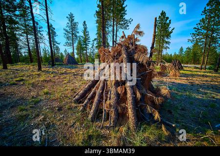 Burning Piles of Deadwood in Pine Forest Bryce Canyon National Park Utah Stock Photo