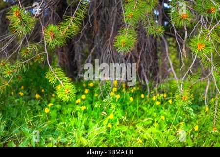 Arnica yellow flowers wildflowers in spruce forest of Colorado Top of Vail tour hiking trail meadow closeup macro of branches in lush green summer Stock Photo