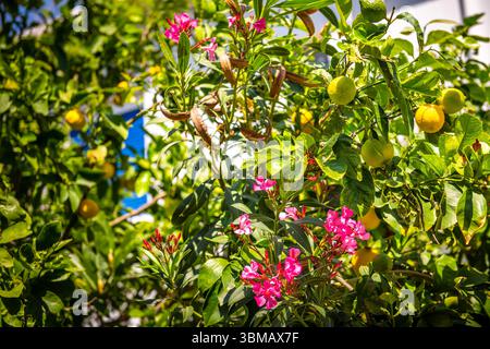 Oleander purple flowers and yellow lemons ripening on tree in blue zone garden of Agios Kirykos, Ikaria Greece Greek island Stock Photo