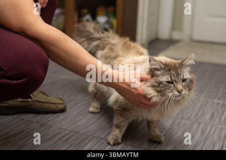 Cat Neva Masquerade. Stroking, sitting, lying down, yawning, looking up Stock Photo