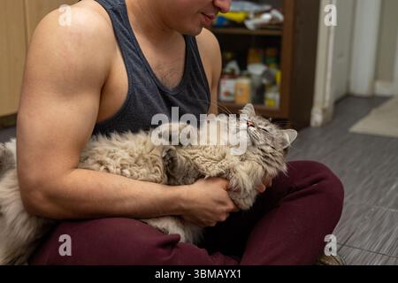 Cat Neva Masquerade. Stroking, sitting, lying down, yawning, looking up Stock Photo