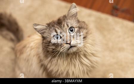 Cat Neva Masquerade. Stroking, sitting, lying down, yawning, looking up Stock Photo