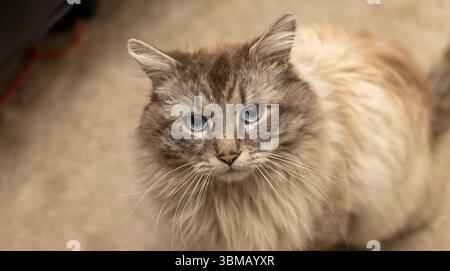 Cat Neva Masquerade. Stroking, sitting, lying down, yawning, looking up Stock Photo