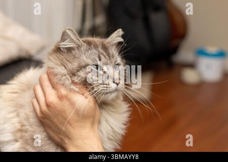 Cat Neva Masquerade. Stroking, sitting, lying down, yawning, looking up Stock Photo