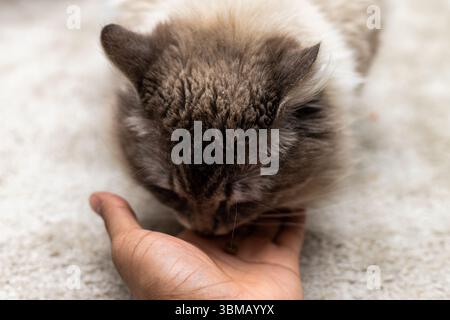 Cat Neva Masquerade. Stroking, sitting, lying down, yawning, looking up Stock Photo